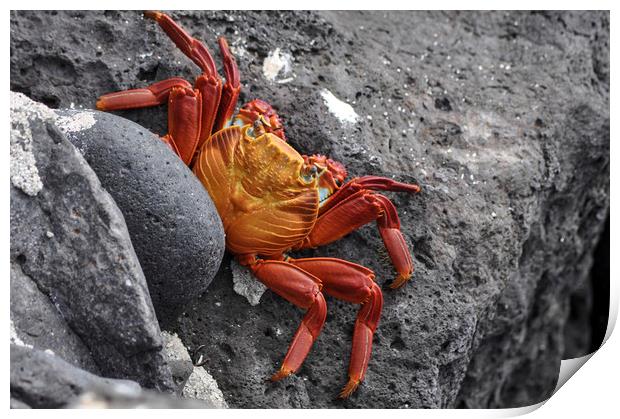 Sally Lightfoot Crab Print by Janette Hill