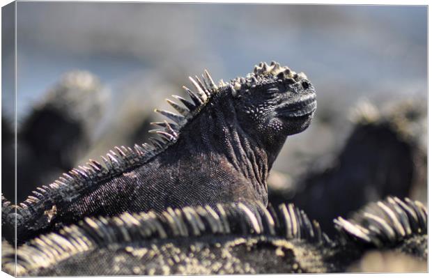 Marine Iguana, Galapagos Islands Canvas Print by Janette Hill