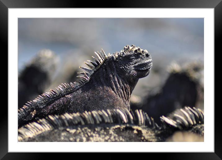 Marine Iguana, Galapagos Islands Framed Mounted Print by Janette Hill
