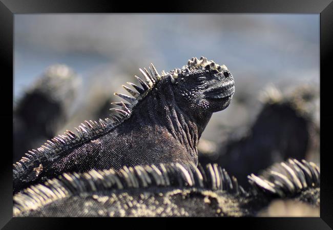Marine Iguana, Galapagos Islands Framed Print by Janette Hill