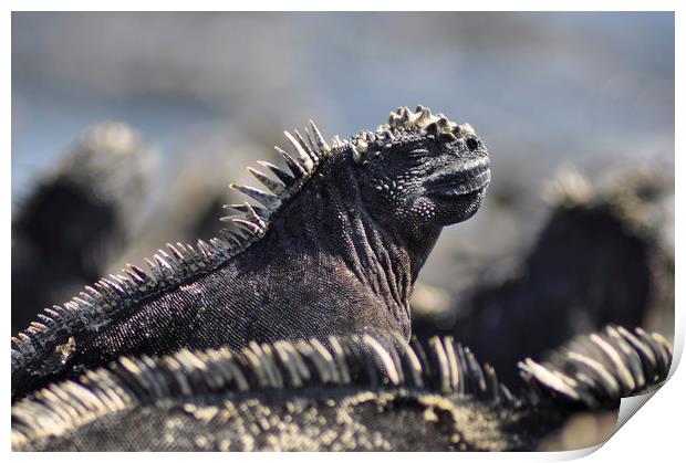 Marine Iguana, Galapagos Islands Print by Janette Hill
