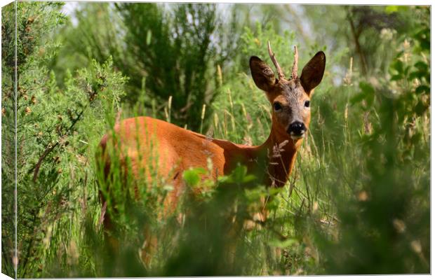 Roebuck Canvas Print by Macrae Images