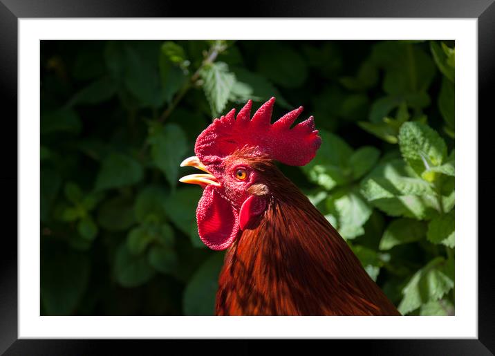 Red cockerel head shot. Framed Mounted Print by Linda Cooke