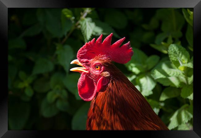 Red cockerel head shot. Framed Print by Linda Cooke