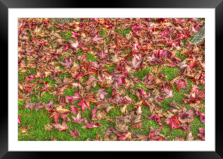 Autumn Leaves Framed Mounted Print by Chris Thaxter