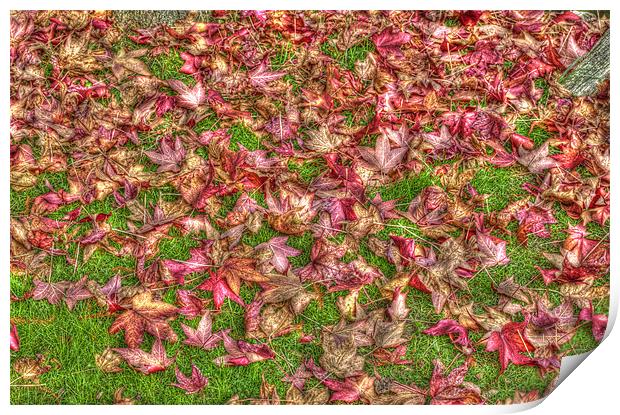 Autumn Leaves Print by Chris Thaxter