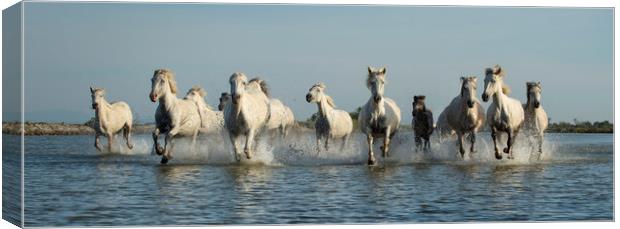 White Horses of Camargue Canvas Print by Janette Hill