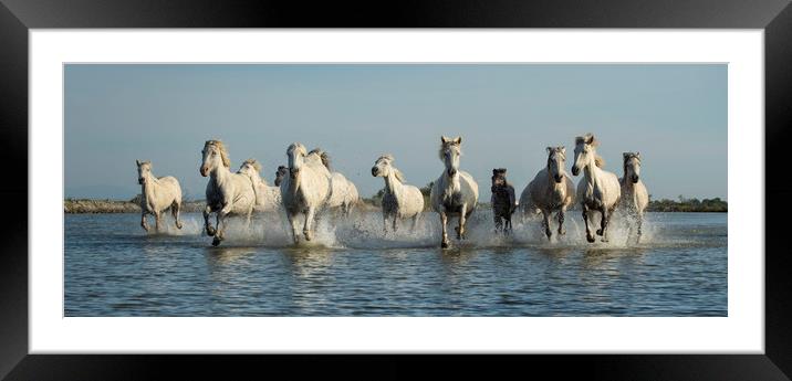 White Horses of Camargue Framed Mounted Print by Janette Hill