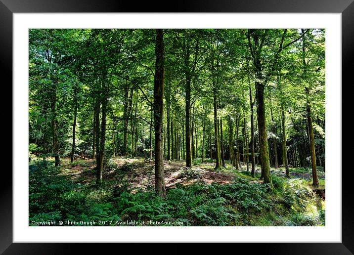 Shades In The Wood Framed Mounted Print by Philip Gough