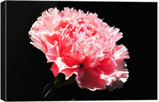The Pink Carnation Canvas Print by stephen walton