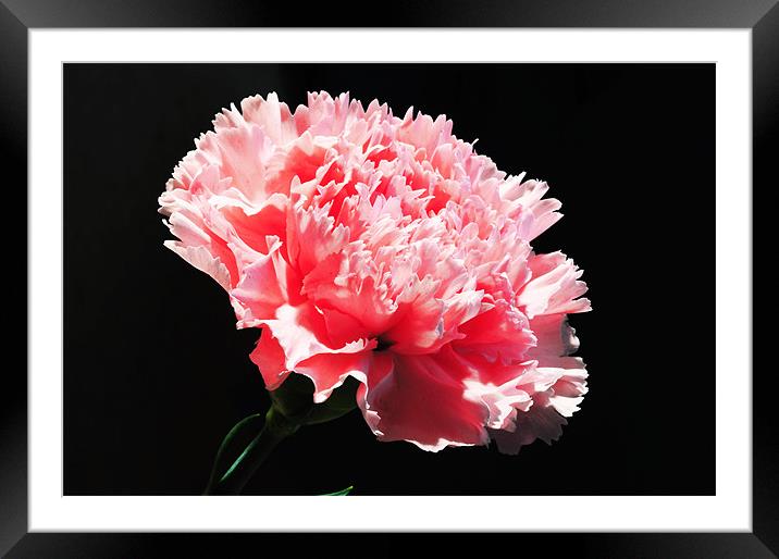 The Pink Carnation Framed Mounted Print by stephen walton