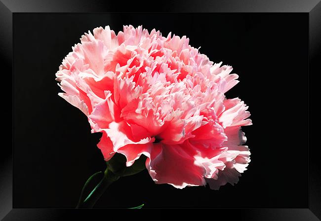 The Pink Carnation Framed Print by stephen walton