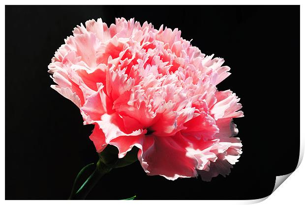 The Pink Carnation Print by stephen walton