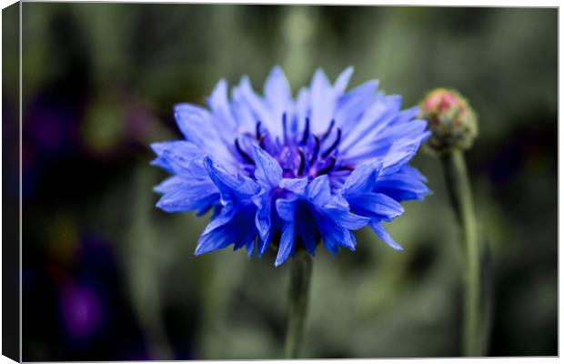 Beautiful Blue Little Wildflower Canvas Print by Stewart Nicolaou