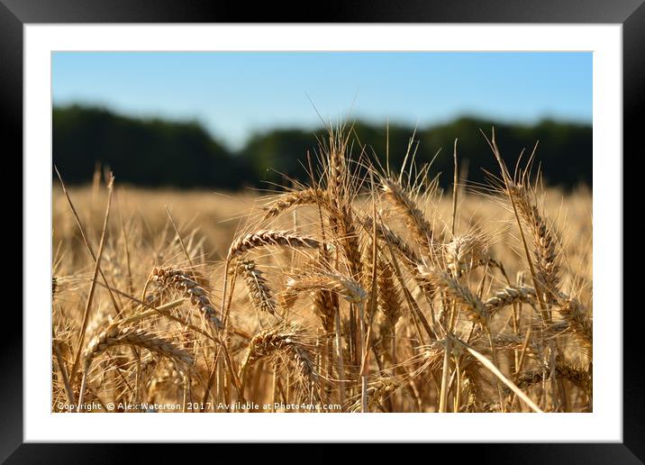 Harvest time in Kent Framed Mounted Print by Alex Waterton