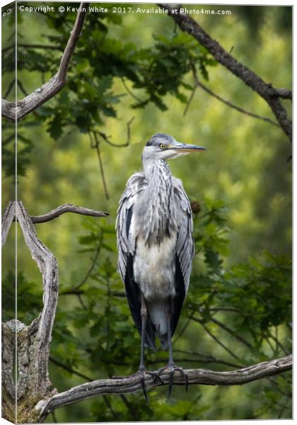 Grey Heron Canvas Print by Kevin White