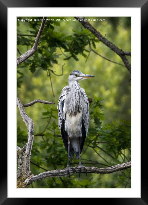 Grey Heron Framed Mounted Print by Kevin White