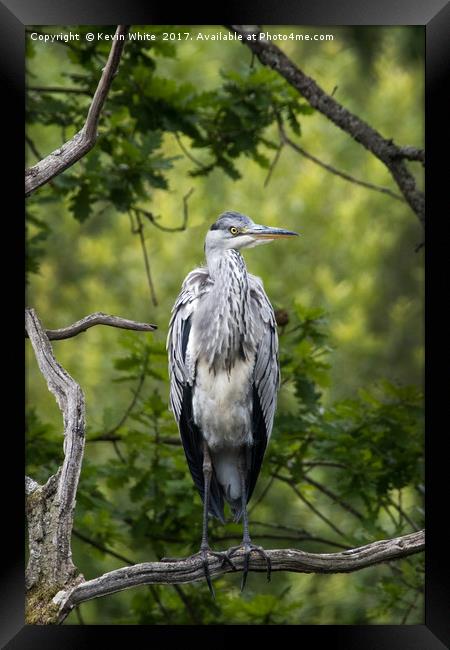 Grey Heron Framed Print by Kevin White