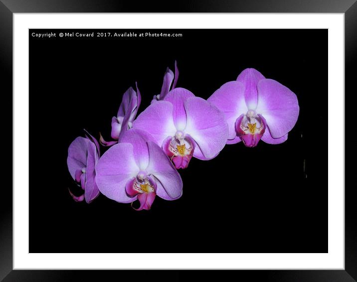          Pink Orchid Black Background  Framed Mounted Print by Mel Coward