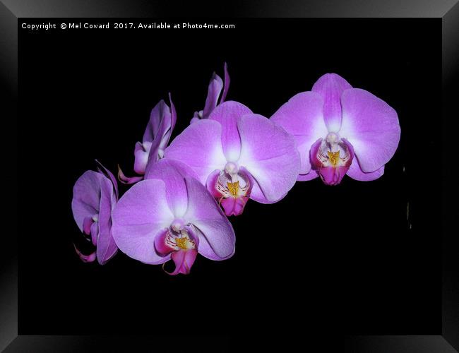          Pink Orchid Black Background  Framed Print by Mel Coward