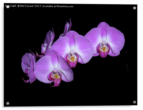          Pink Orchid Black Background  Acrylic by Mel Coward
