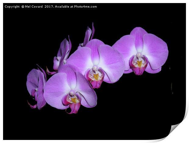          Pink Orchid Black Background  Print by Mel Coward