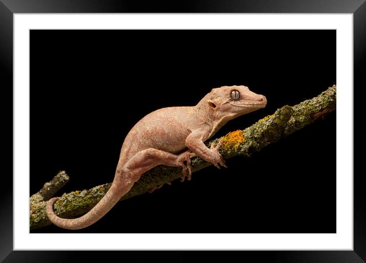 Gargoyle Gecko Framed Mounted Print by Janette Hill