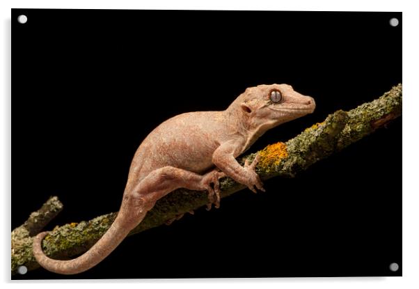 Gargoyle Gecko Acrylic by Janette Hill