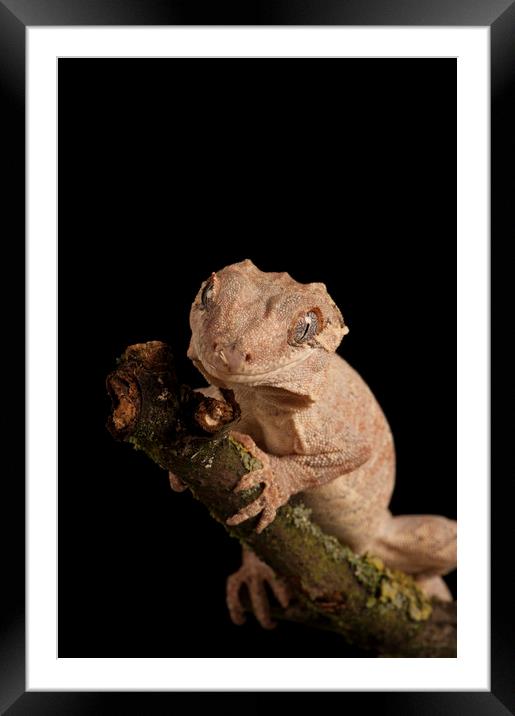 Gargoyle Gecko Portrait Framed Mounted Print by Janette Hill
