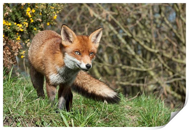 Red Fox Print by Janette Hill