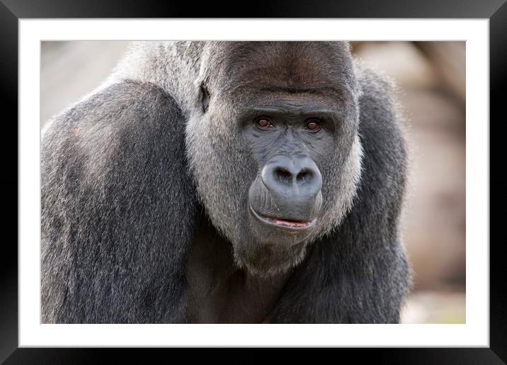 Gorilla Framed Mounted Print by Janette Hill