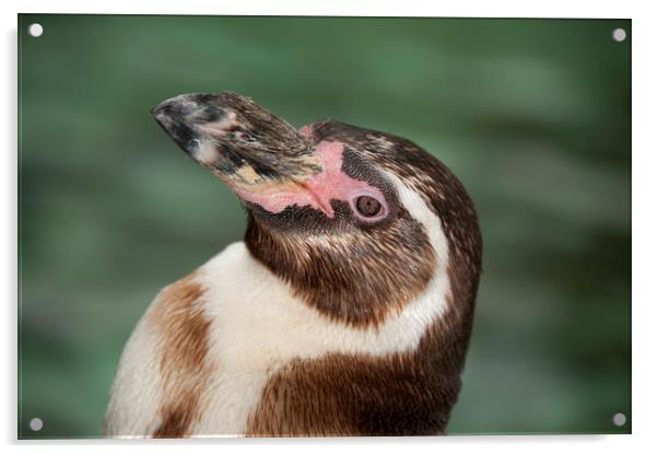 Humboldt Penguin Acrylic by Janette Hill