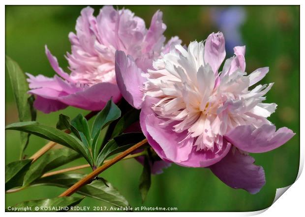 "Perfect Peony Rose " Print by ROS RIDLEY