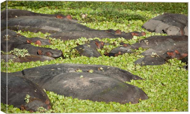 Hippo Pod Canvas Print by Janette Hill