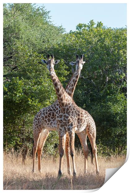 Brace of Thornicroft Giraffe Print by Janette Hill