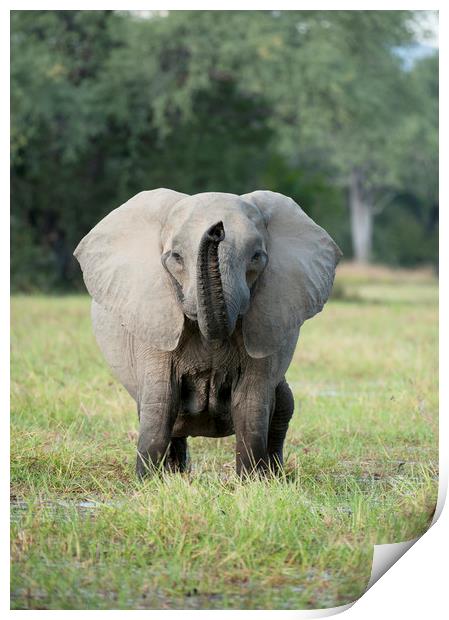 Elephant Head On Print by Janette Hill