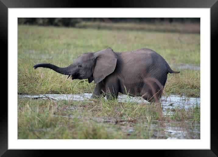 Young African Elephant Framed Mounted Print by Janette Hill