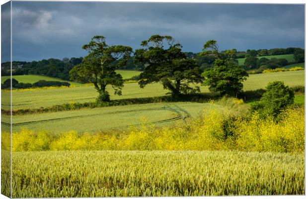 Summer fields Canvas Print by Michael Brookes
