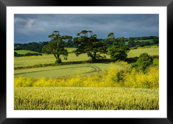 Summer fields Framed Mounted Print by Michael Brookes