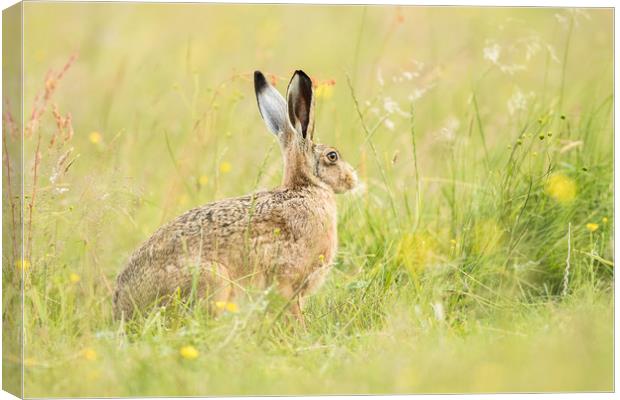Hare comes Summer Canvas Print by Philip Male