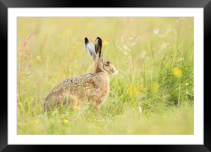 Hare comes Summer Framed Mounted Print by Philip Male