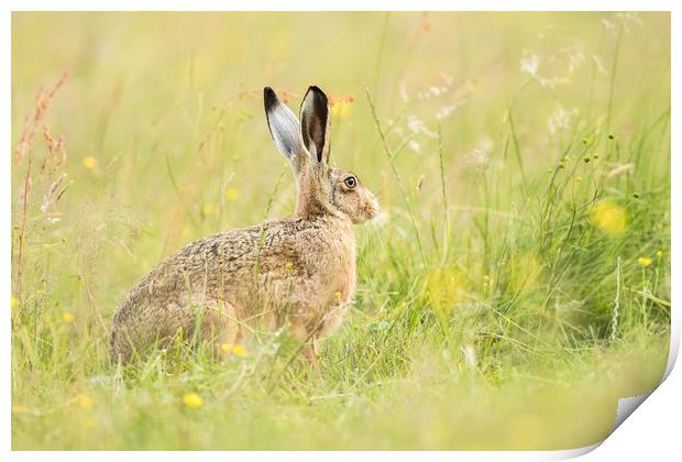 Hare comes Summer Print by Philip Male