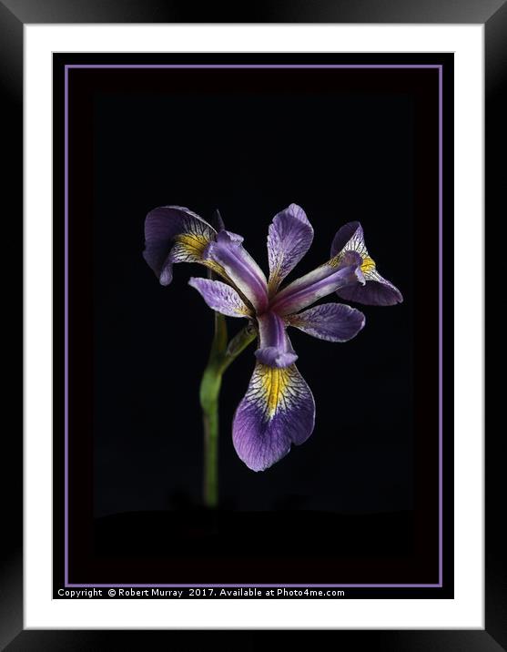 Iris laevigata Framed Mounted Print by Robert Murray