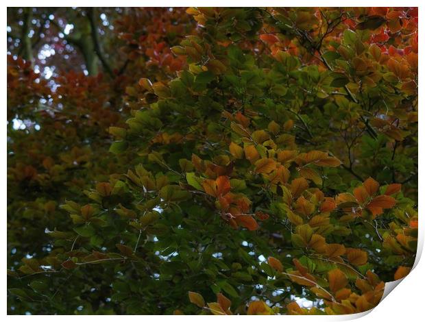 Copper Beech. Print by Victor Burnside