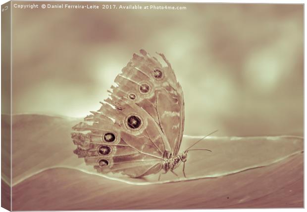 Patterned Wings Butterfly at Botanical Garden, Gua Canvas Print by Daniel Ferreira-Leite