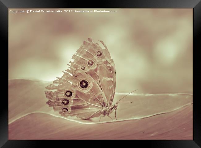 Patterned Wings Butterfly at Botanical Garden, Gua Framed Print by Daniel Ferreira-Leite