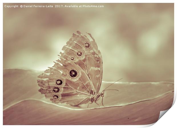 Patterned Wings Butterfly at Botanical Garden, Gua Print by Daniel Ferreira-Leite