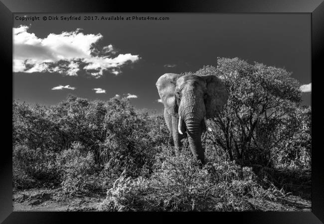 Elephant, Addo Elephant National Park Framed Print by Dirk Seyfried