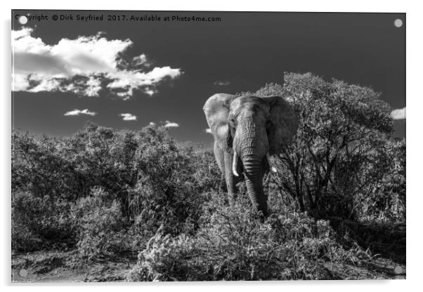Elephant, Addo Elephant National Park Acrylic by Dirk Seyfried