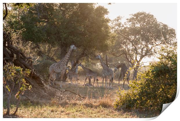 Giraffe Family Print by Janette Hill